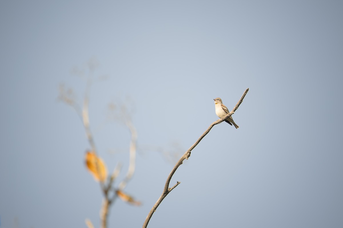 gulstrupesteinspurv - ML646516037