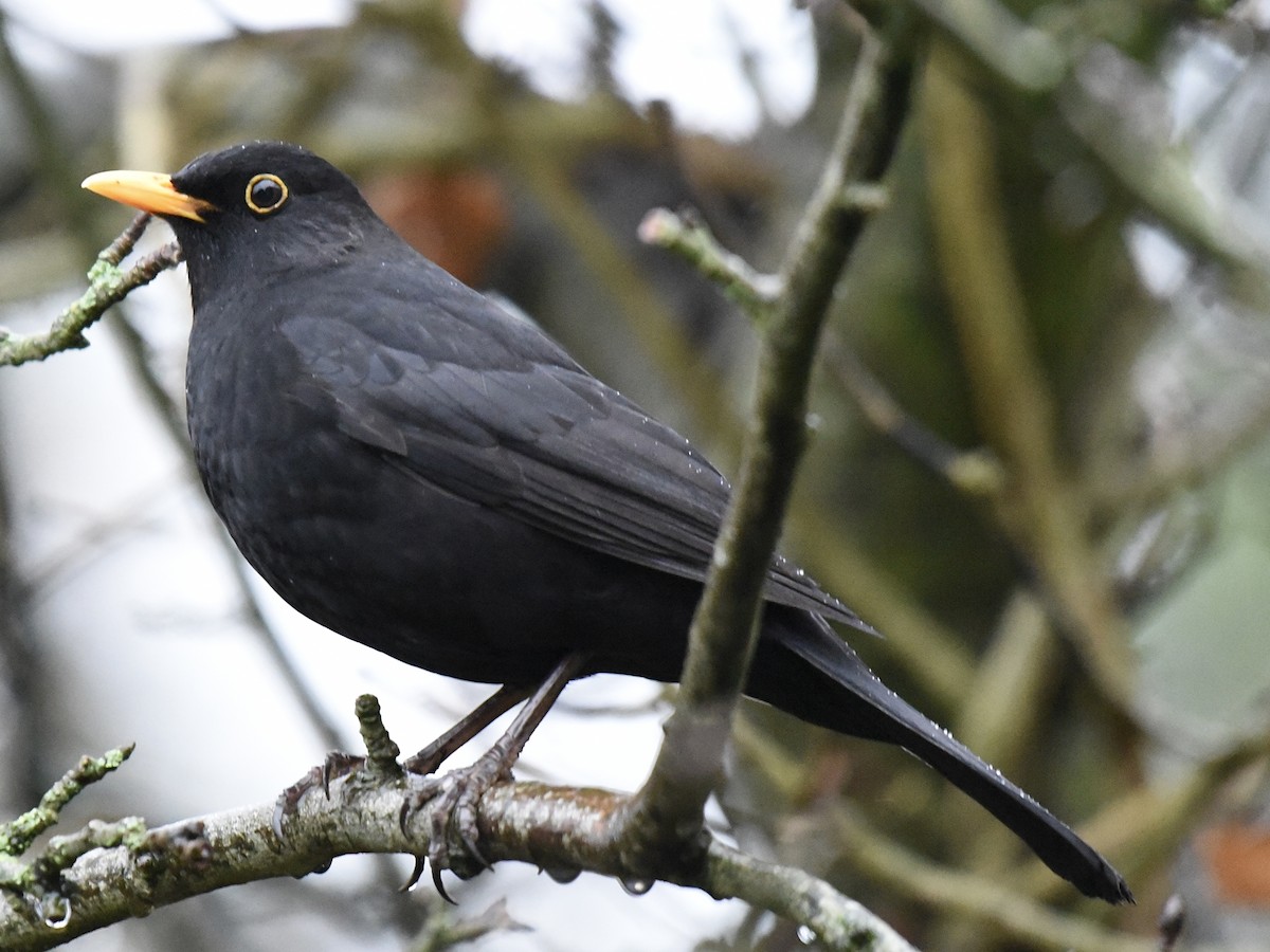 Eurasian Blackbird - ML646516041