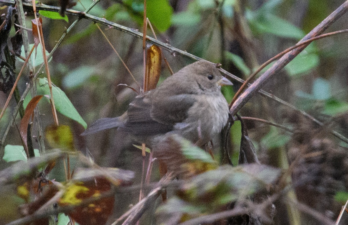 Indigo Bunting - ML646516043