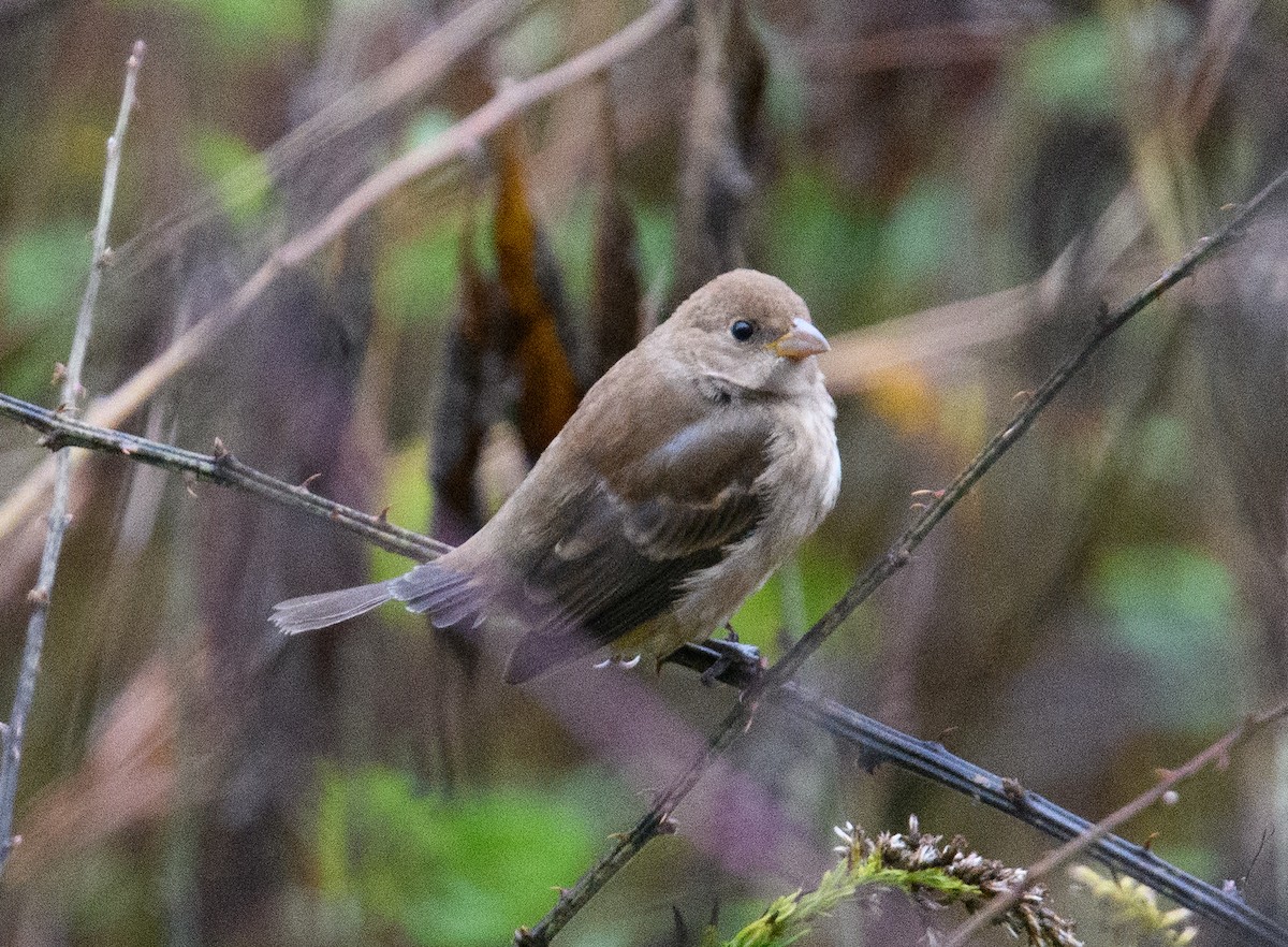 Indigo Bunting - ML646516044