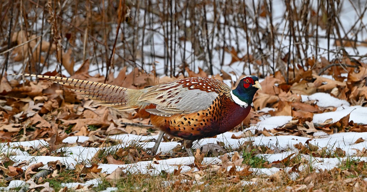 Ring-necked Pheasant - ML646516045