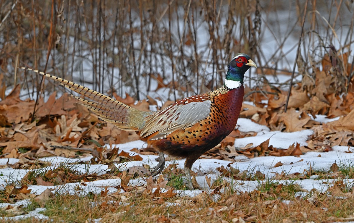 Ring-necked Pheasant - ML646516046