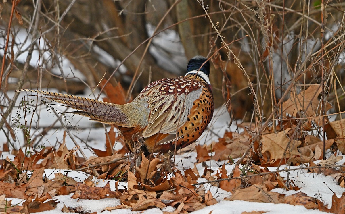 Ring-necked Pheasant - ML646516047