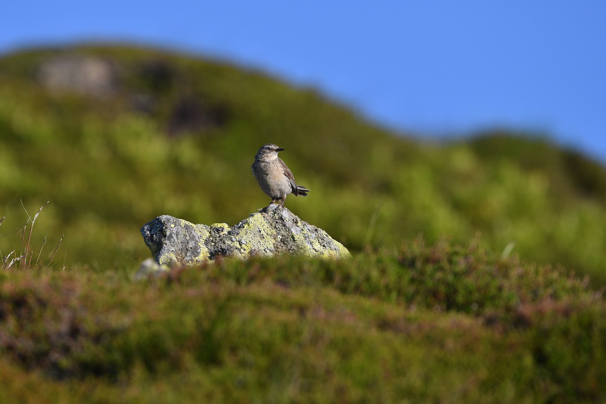 Water Pipit - ML646516050