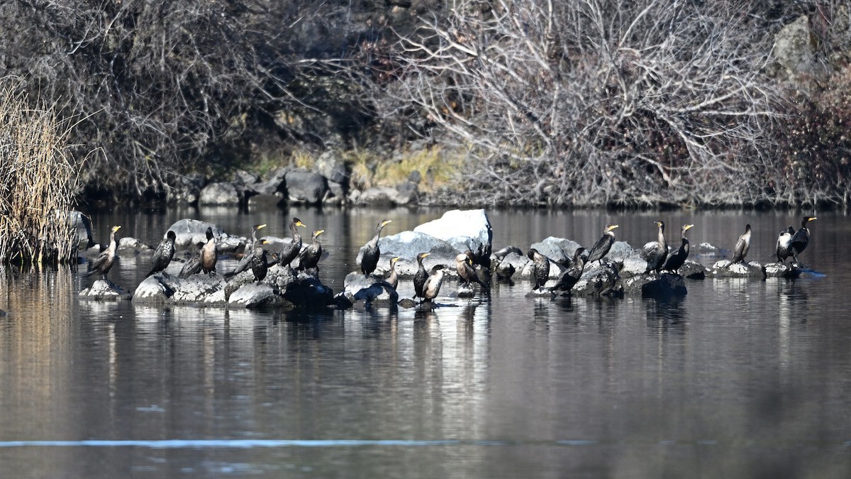 Ушастый баклан - ML646516052