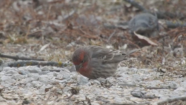House Finch - ML646516054