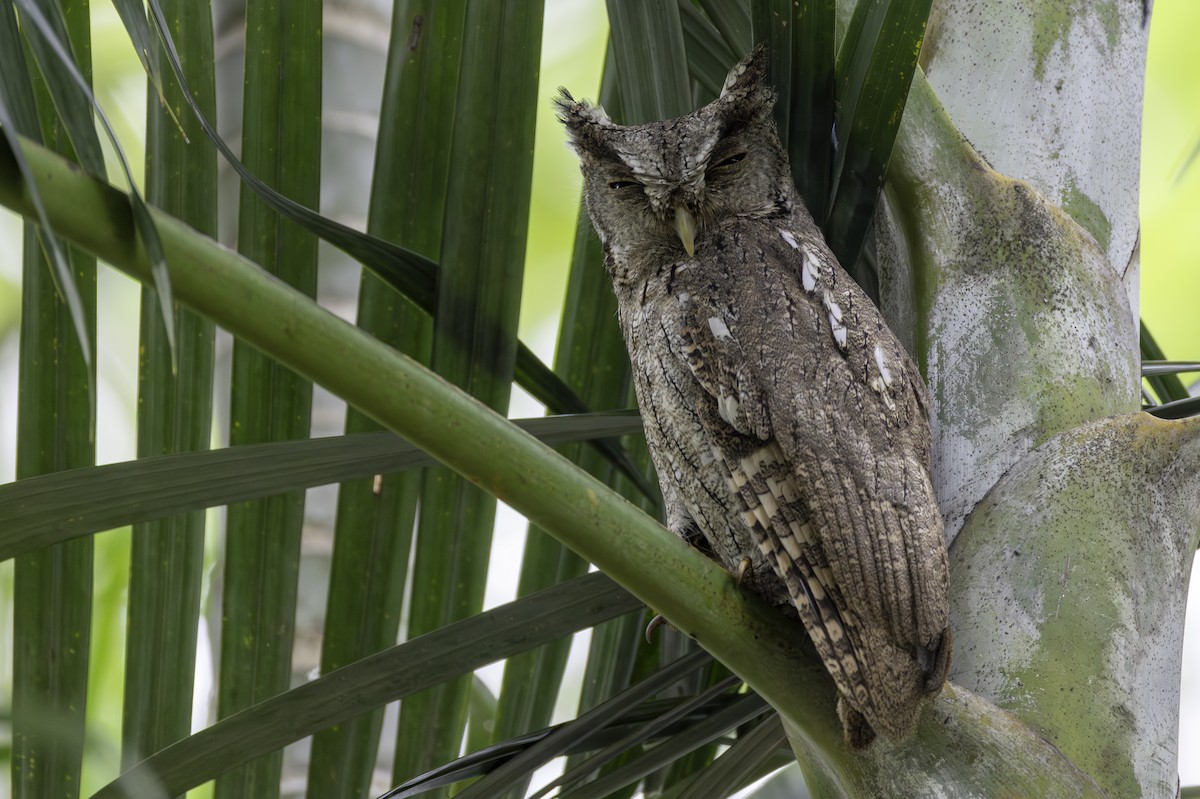 výreček pacifický - ML646516055