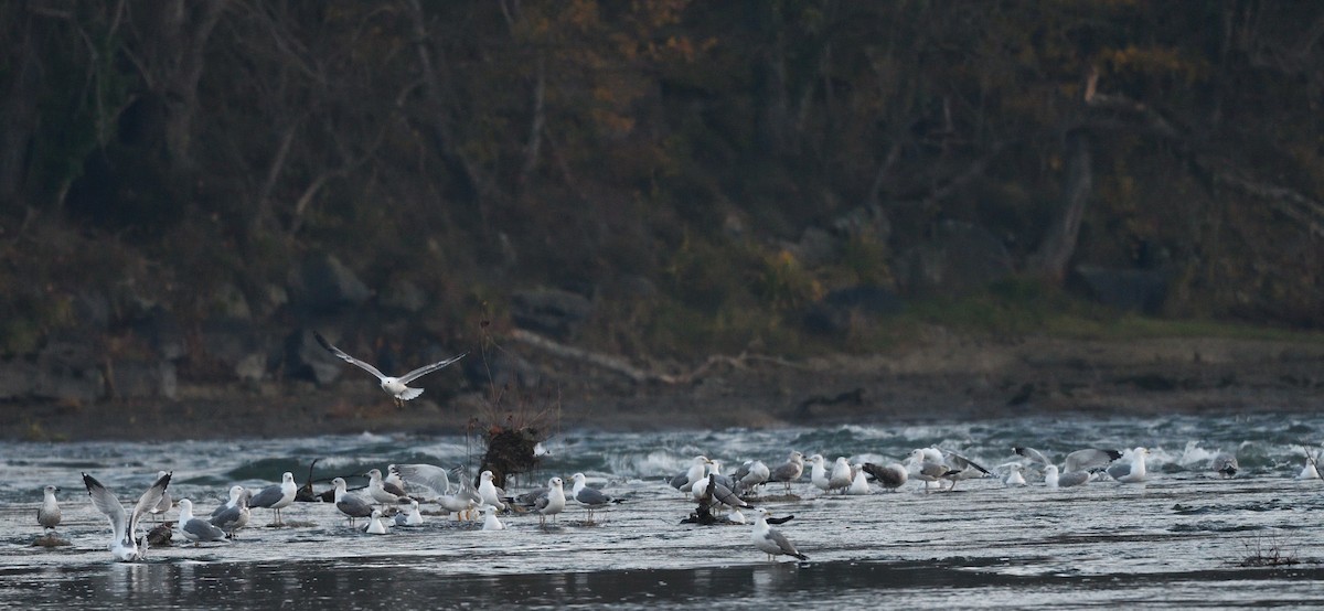 Yellow-legged Gull - ML646516056