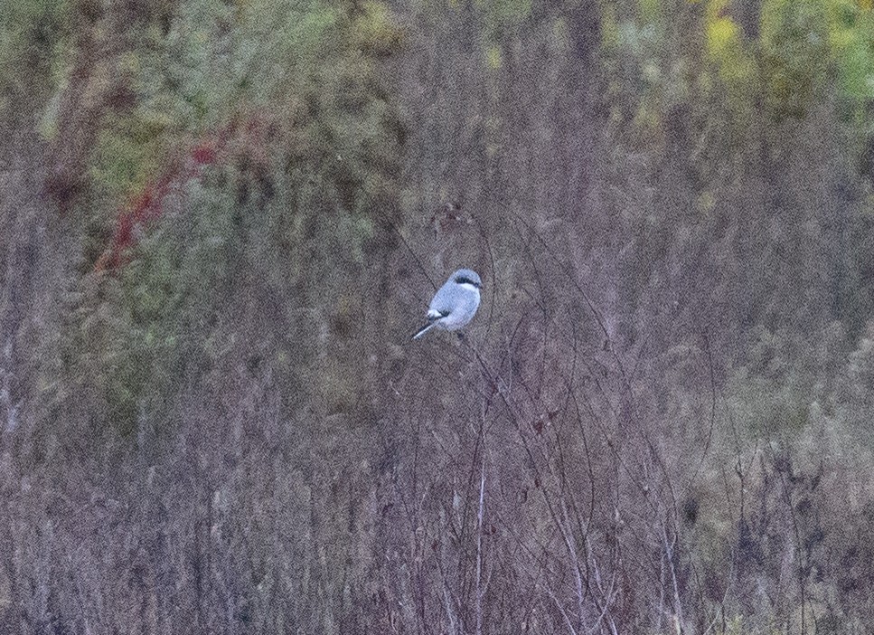Loggerhead Shrike - ML646516061