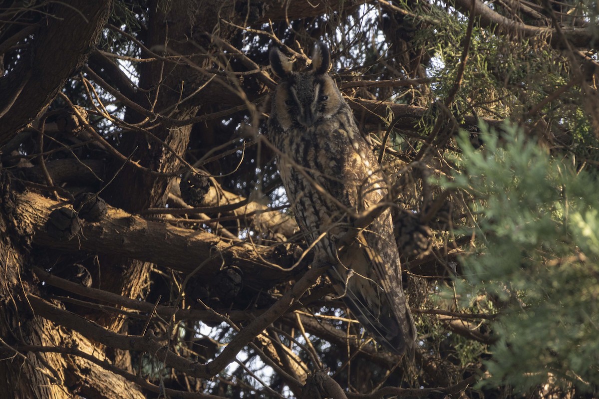 Сова вухата - ML646516062