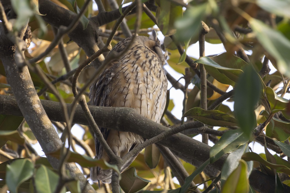 Сова вухата - ML646516063