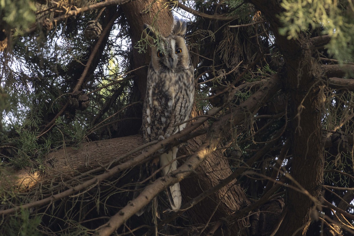 Сова вухата - ML646516065