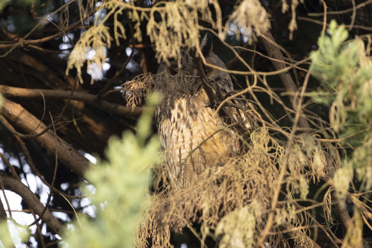 Сова вухата - ML646516066