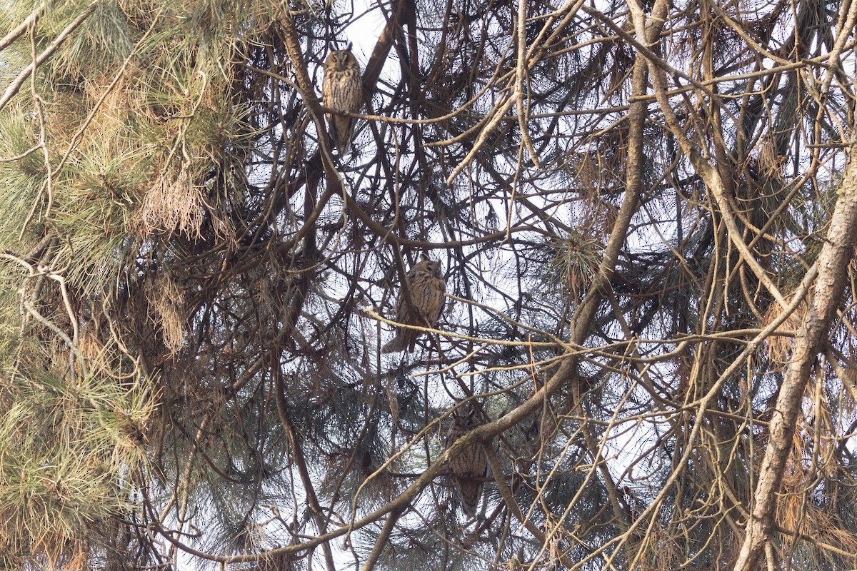 Сова вухата - ML646516067