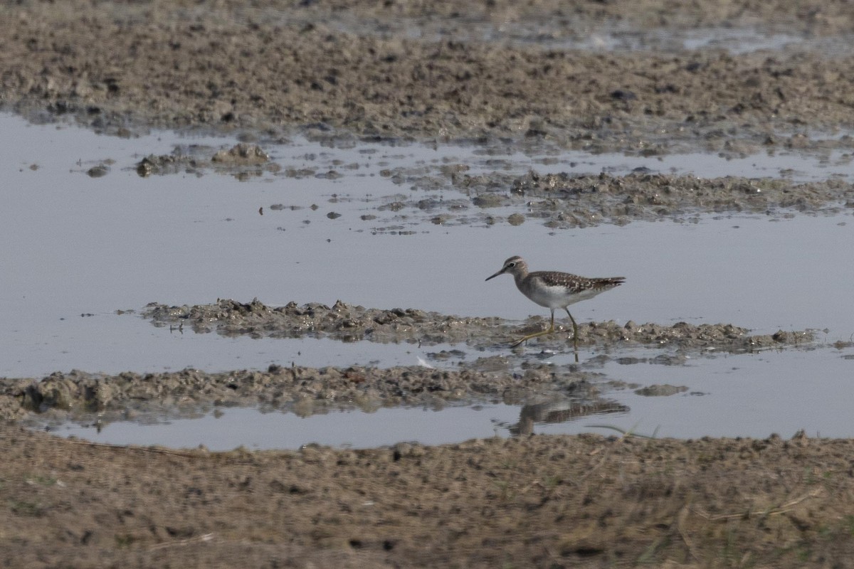 vodouš bahenní - ML646516068