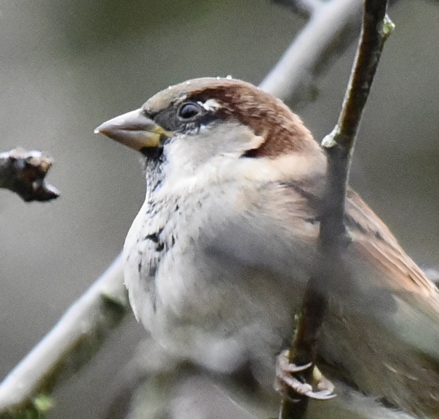 House Sparrow - ML646516070