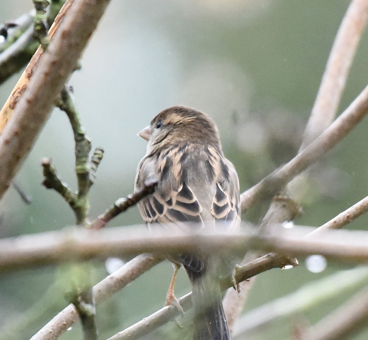 House Sparrow - ML646516071