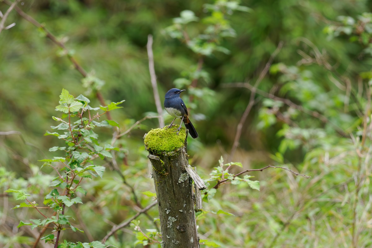 White-bellied Redstart - ML646516072