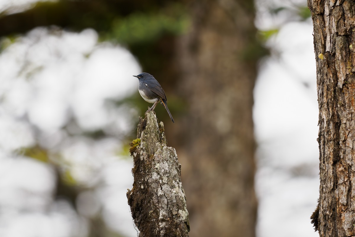 White-bellied Redstart - ML646516073