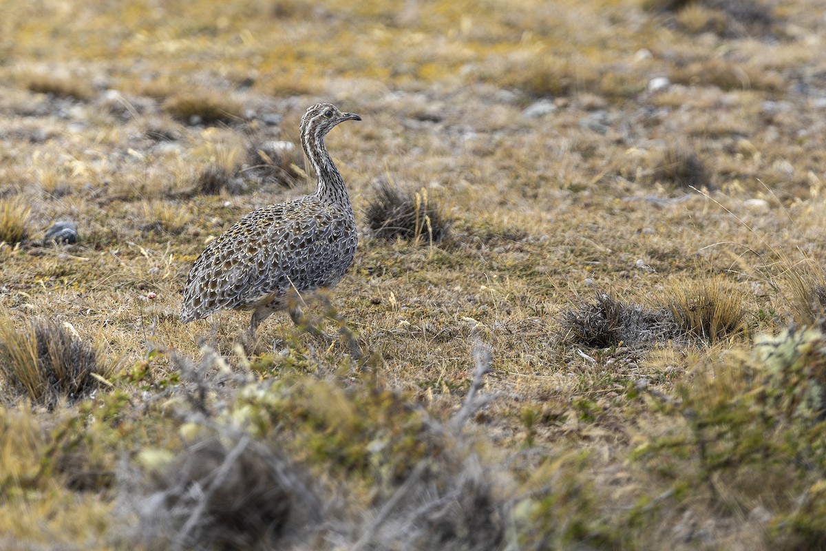 Patagonian Tinamou - ML646516077