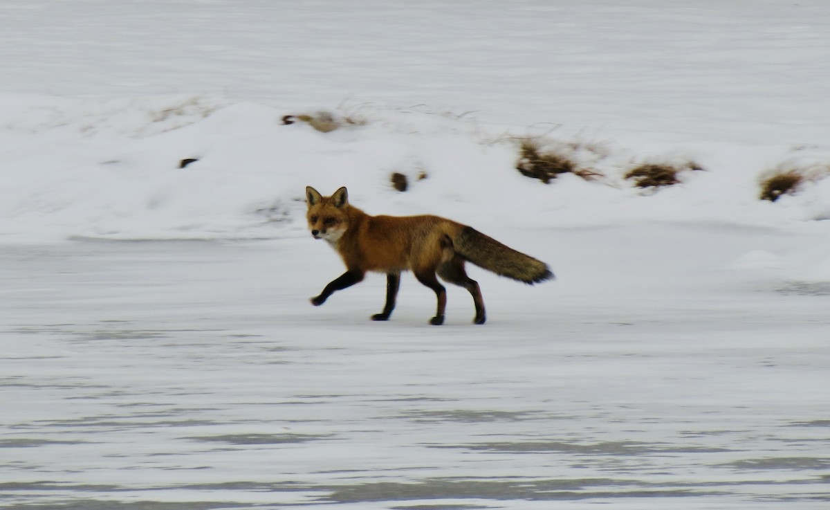 Red Fox - ML646516078