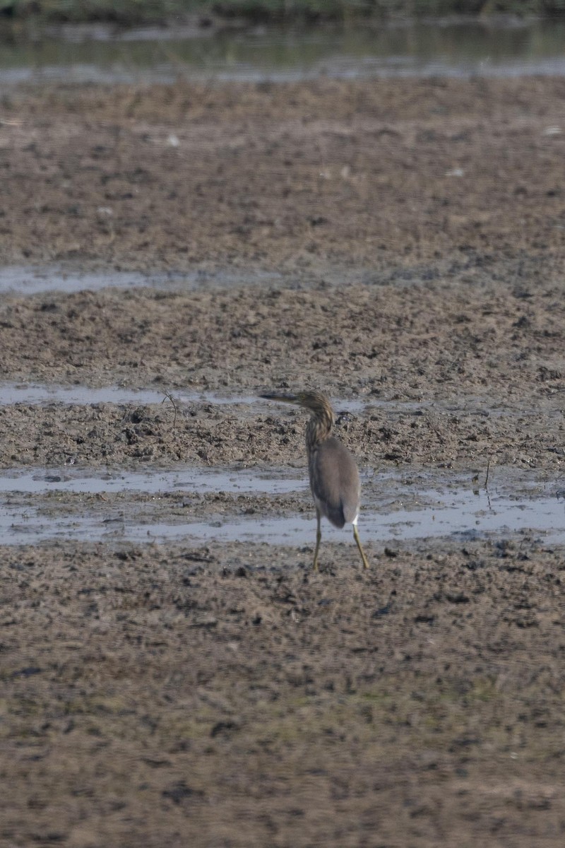 Indian Pond-Heron - ML646516079