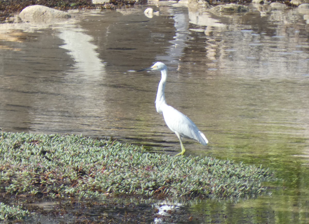 Snowy Egret - ML646516080