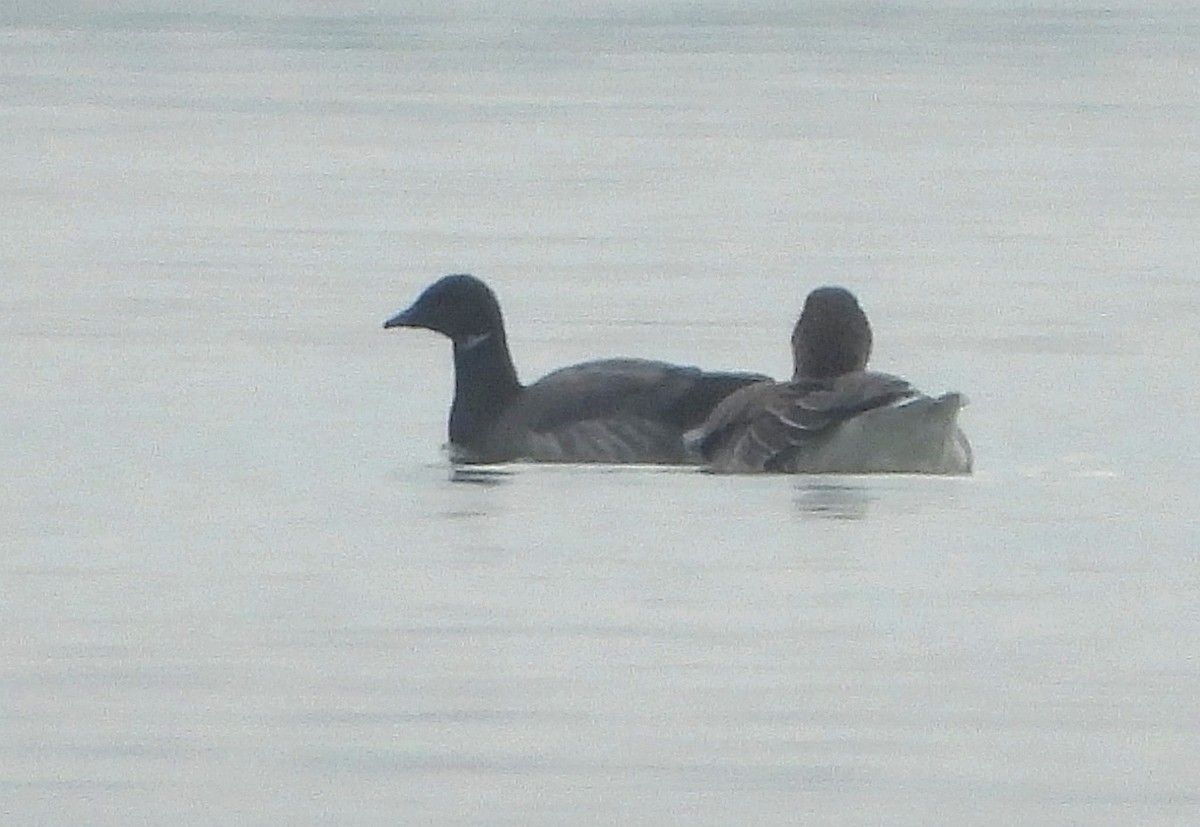 Brant - ML646516083