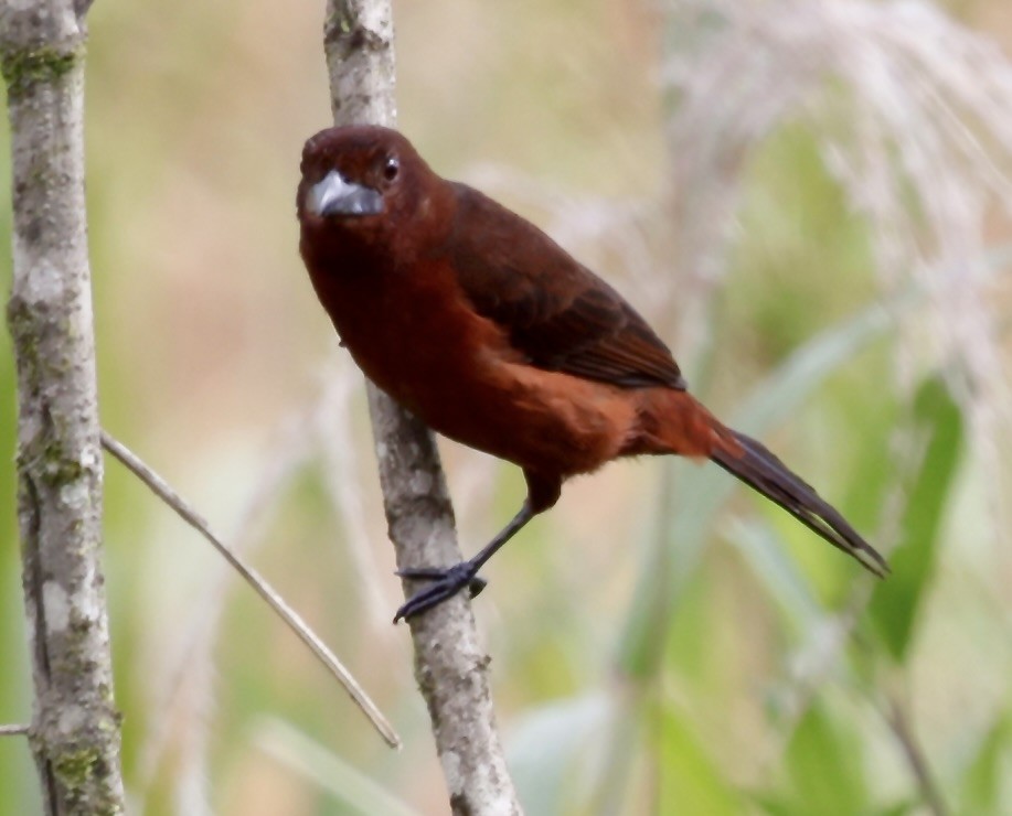Silver-beaked Tanager - ML646516084