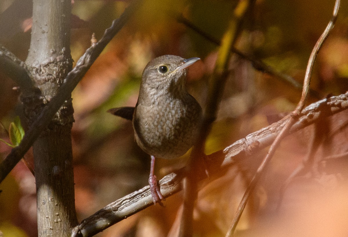 Northern House Wren - ML646516089