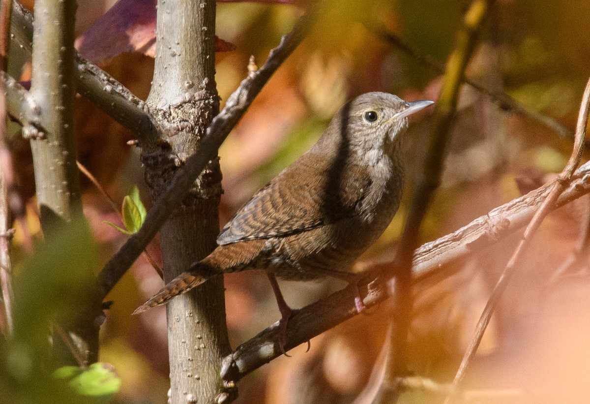Northern House Wren - ML646516090