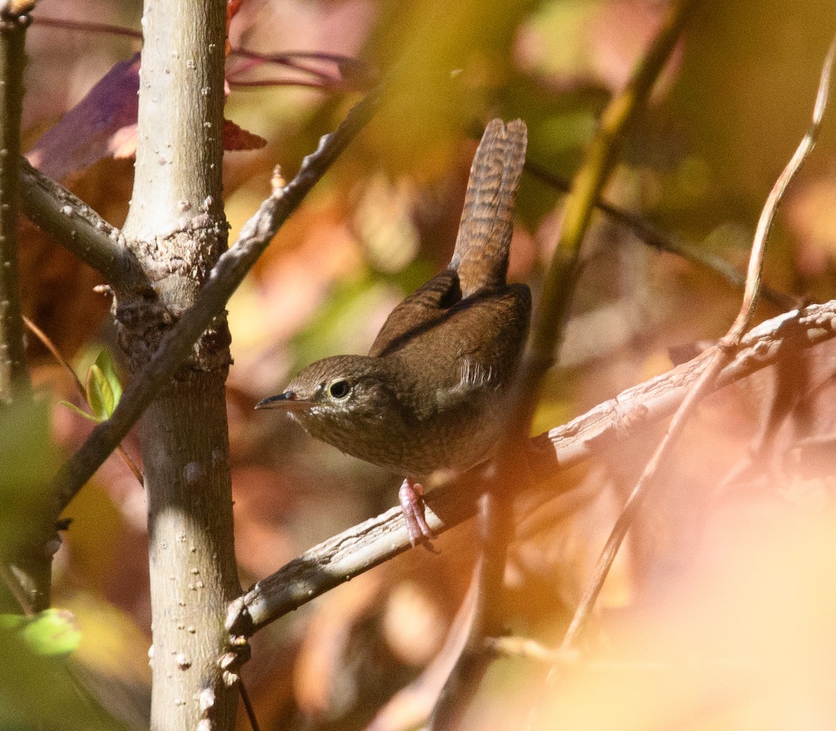 Northern House Wren - ML646516091
