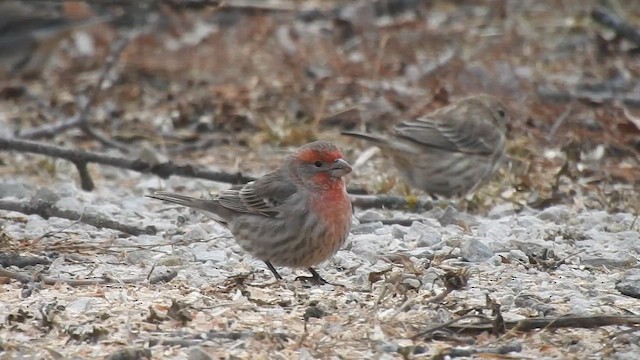 House Finch - ML646516092