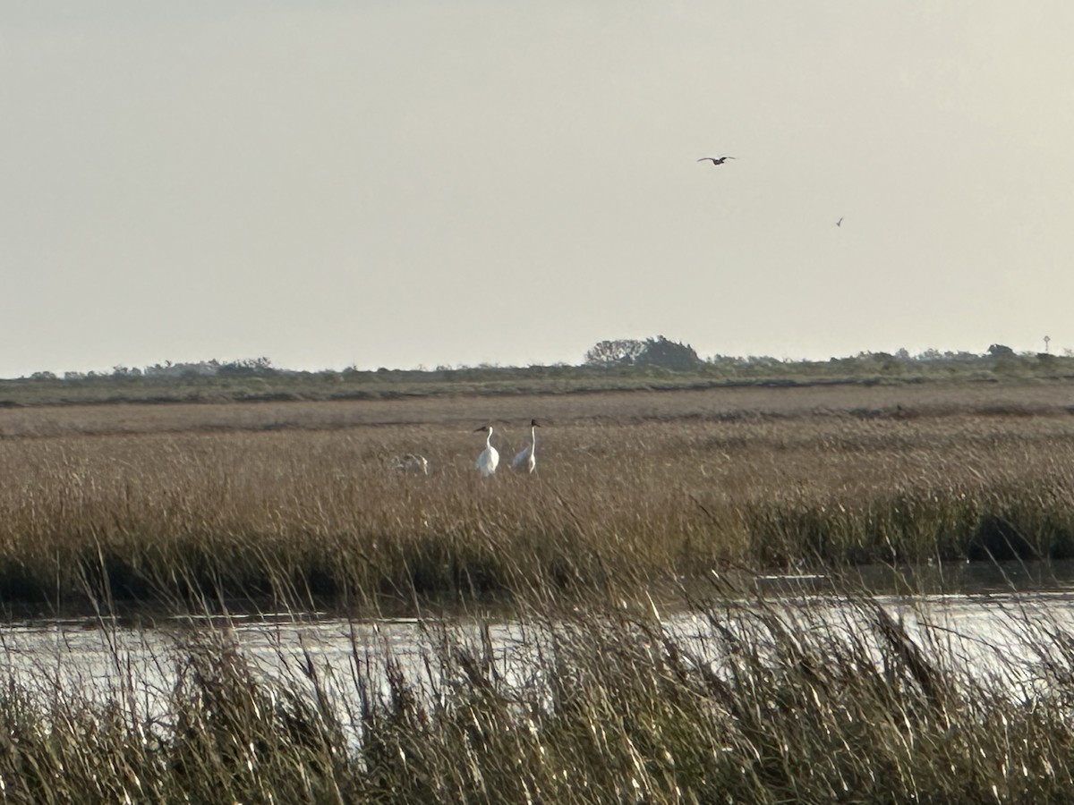 trompettrane - ML646516093