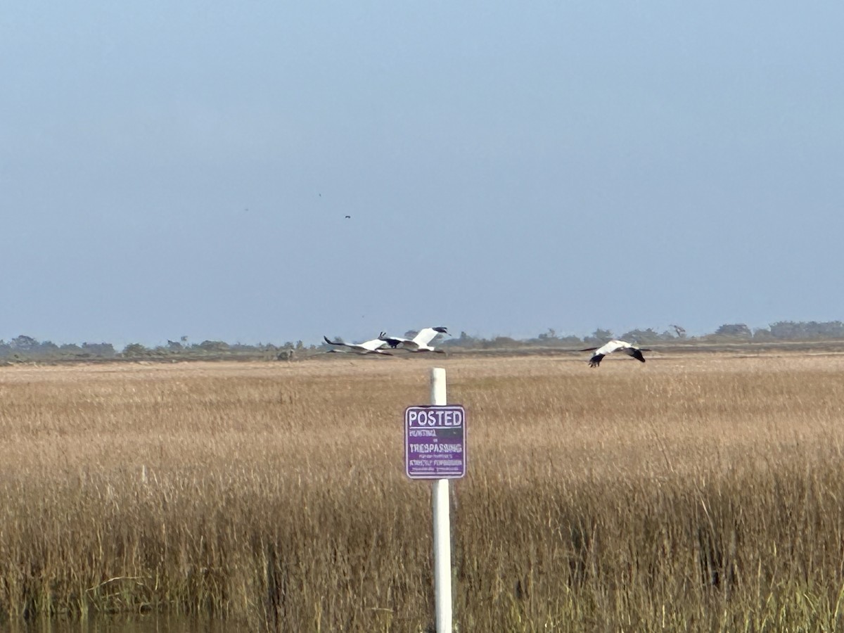 trompettrane - ML646516095