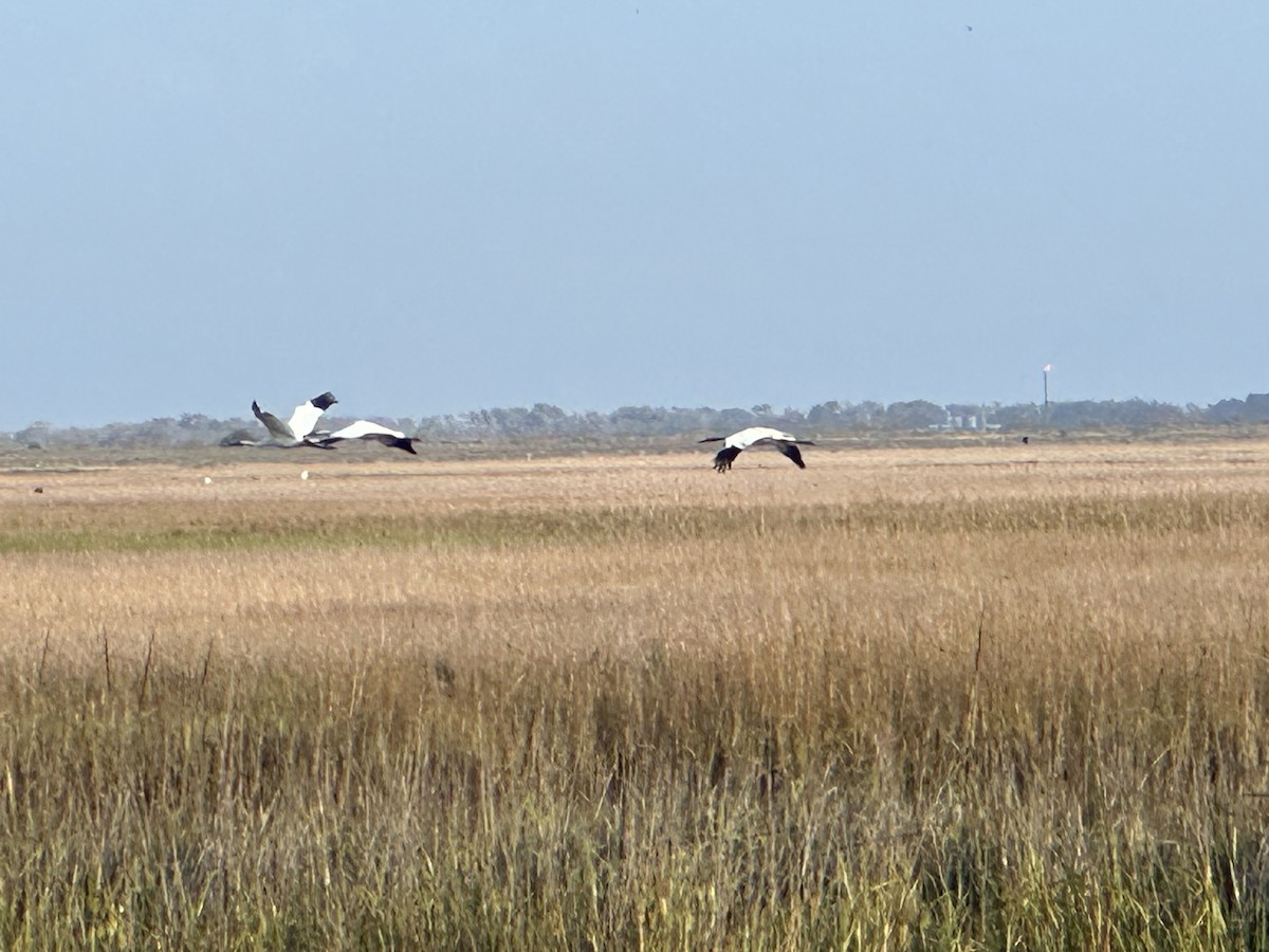 trompettrane - ML646516096