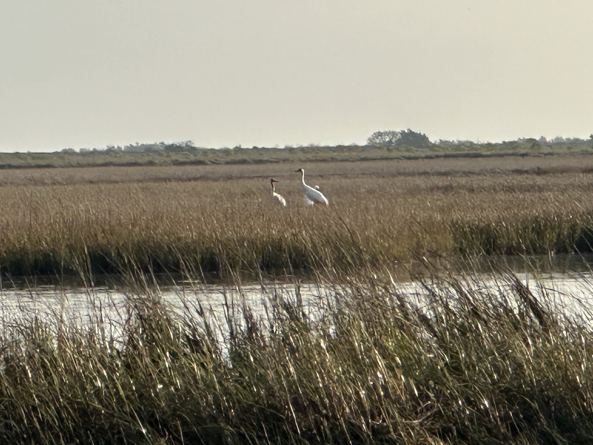 trompettrane - ML646516097