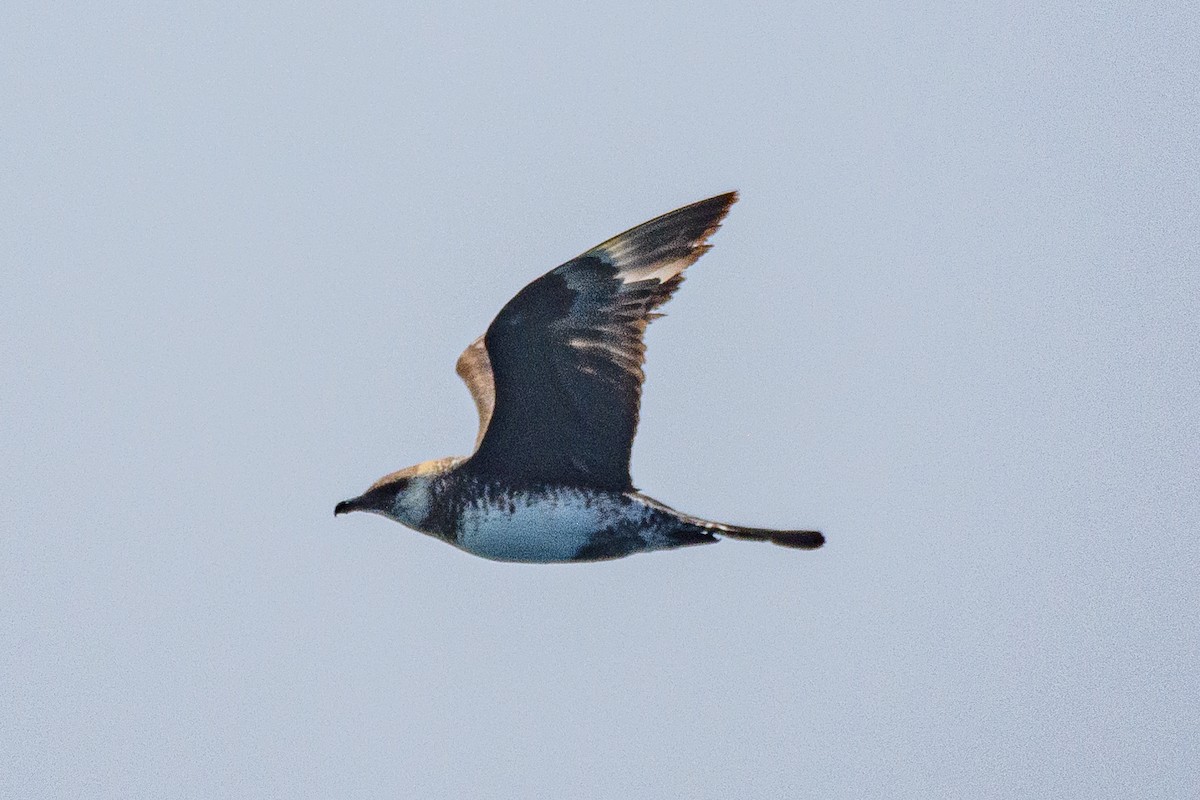 jaeger/skua sp. - ML646516104