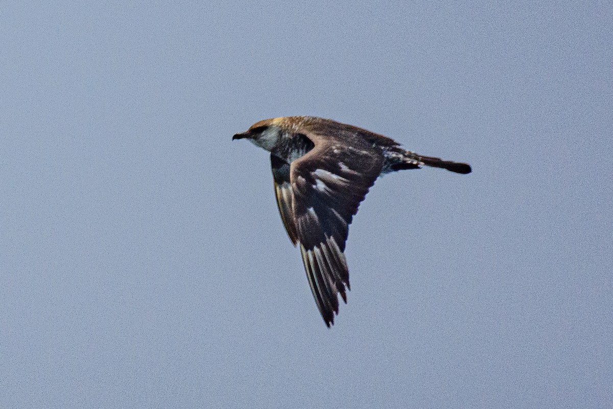 jaeger/skua sp. - ML646516105