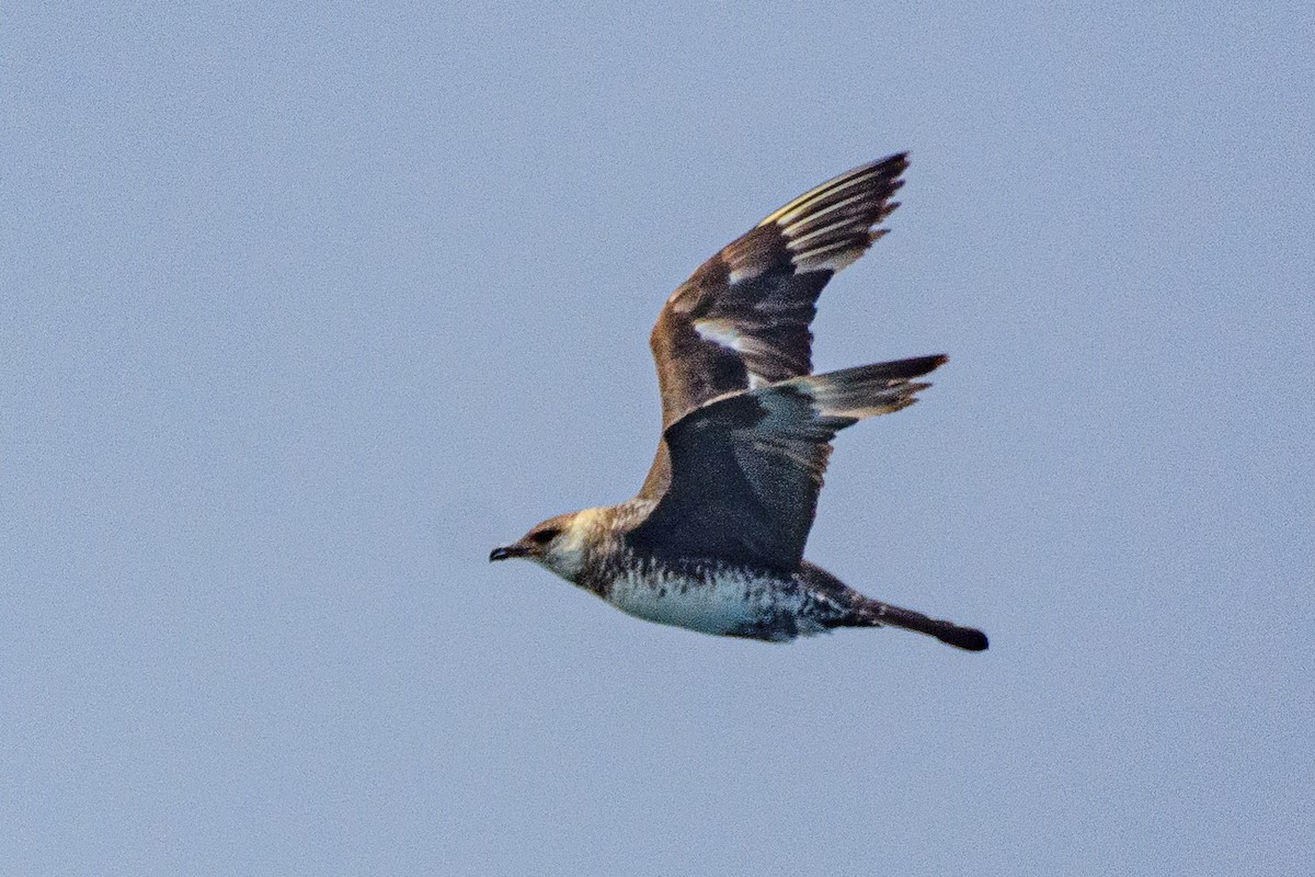 jaeger/skua sp. - ML646516106