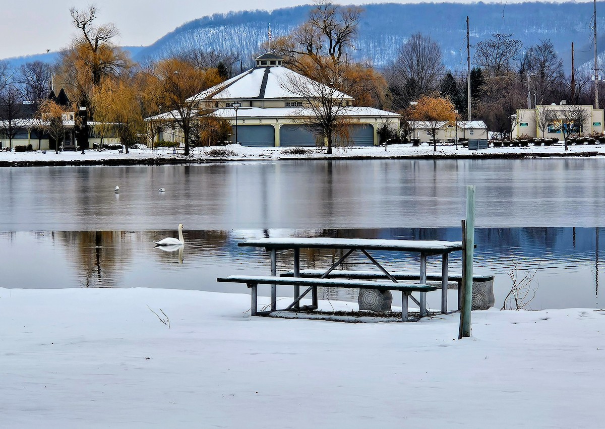 Mute Swan - ML646516107