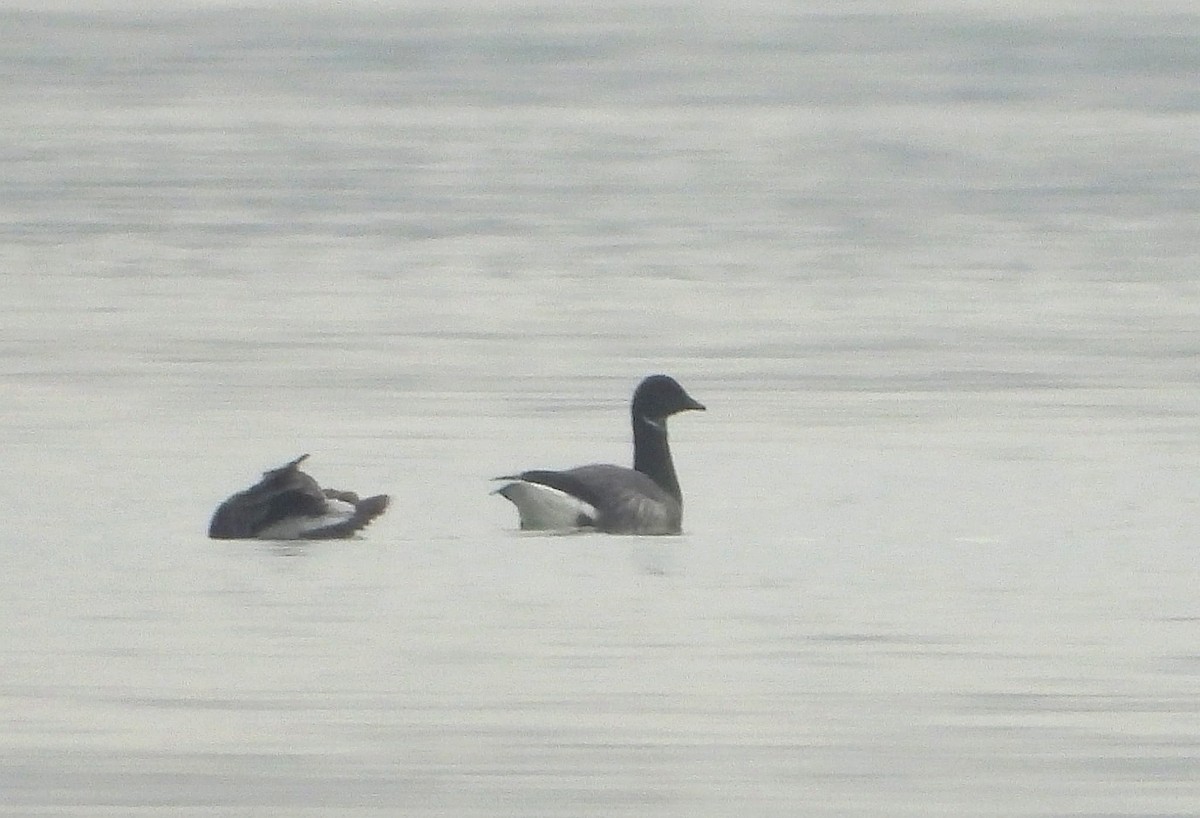 Brant - ML646516108