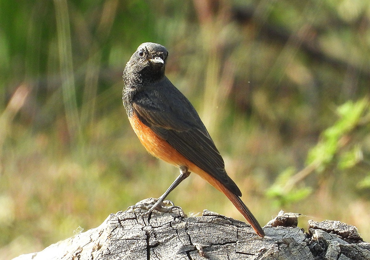Black Redstart - ML646516109