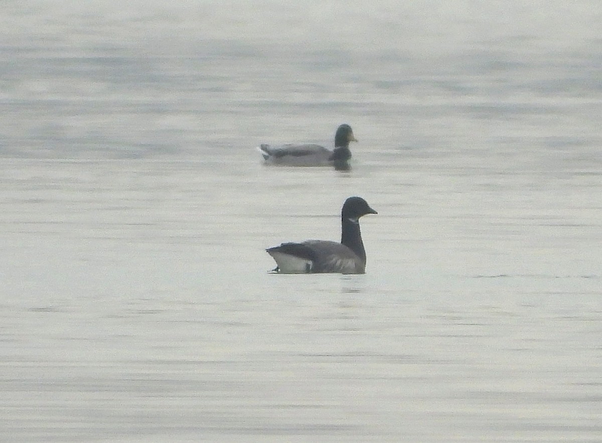 Brant - ML646516116