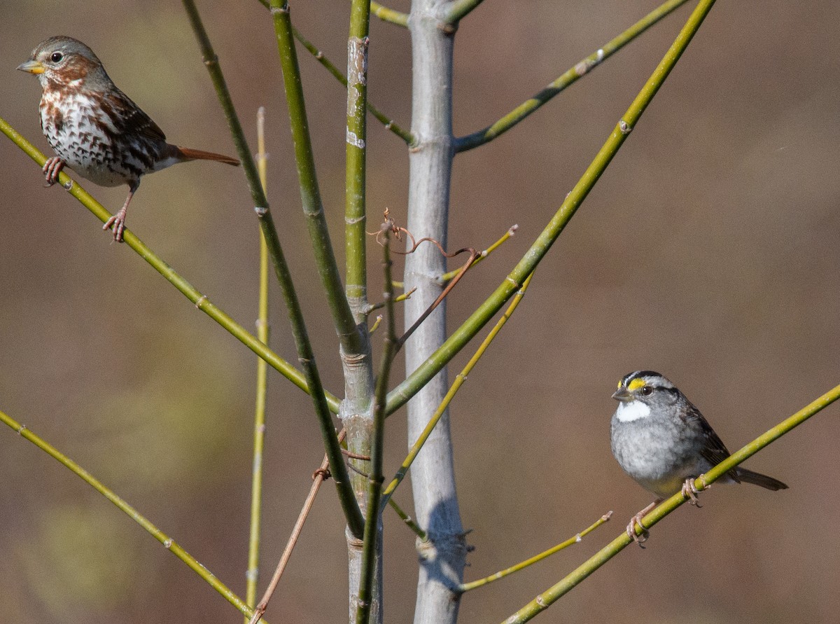 White-throated Sparrow - ML646516120