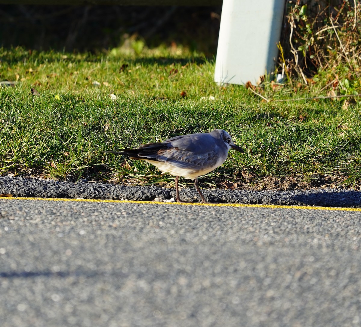 Laughing Gull - ML646516125