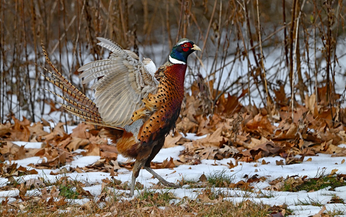Ring-necked Pheasant - ML646516126