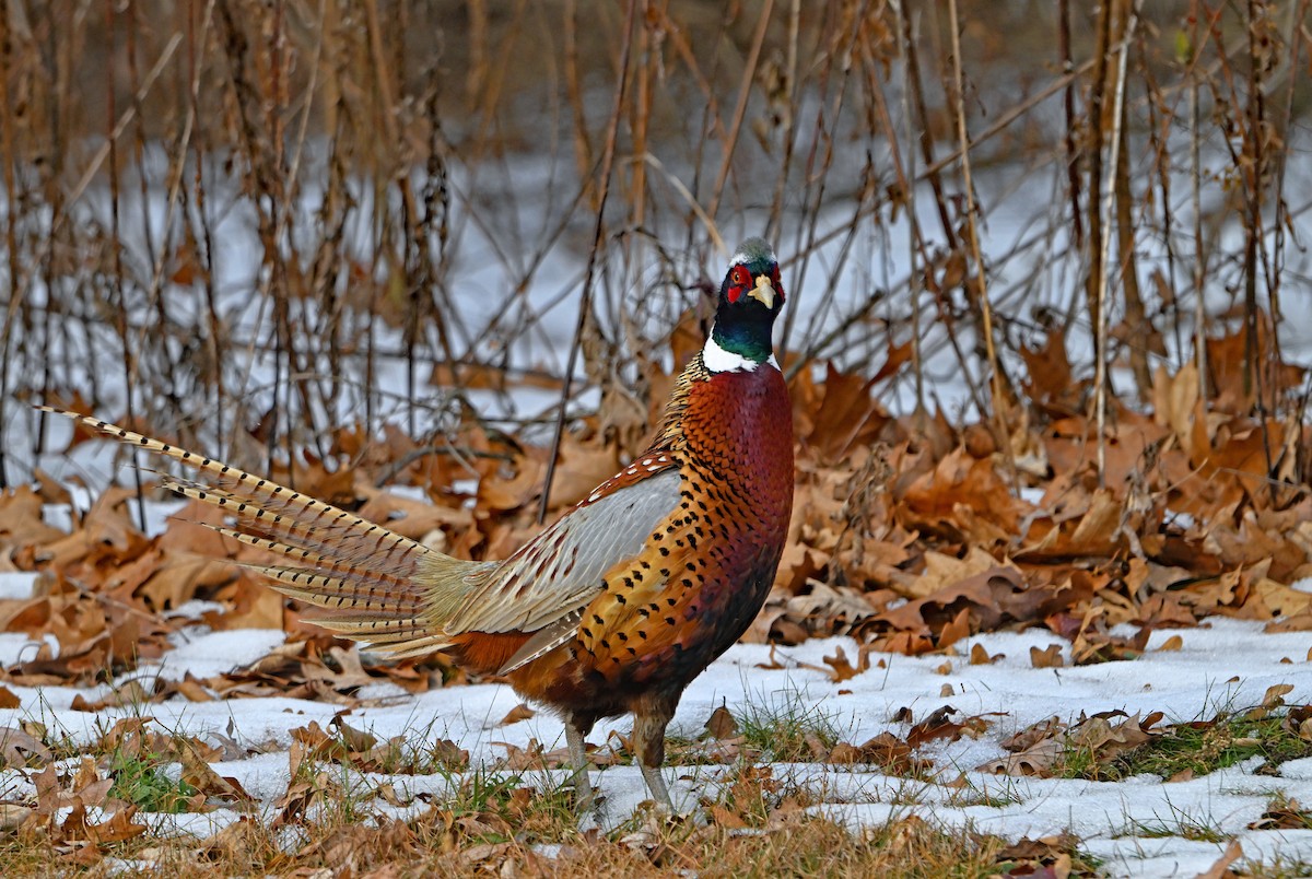 Ring-necked Pheasant - ML646516127