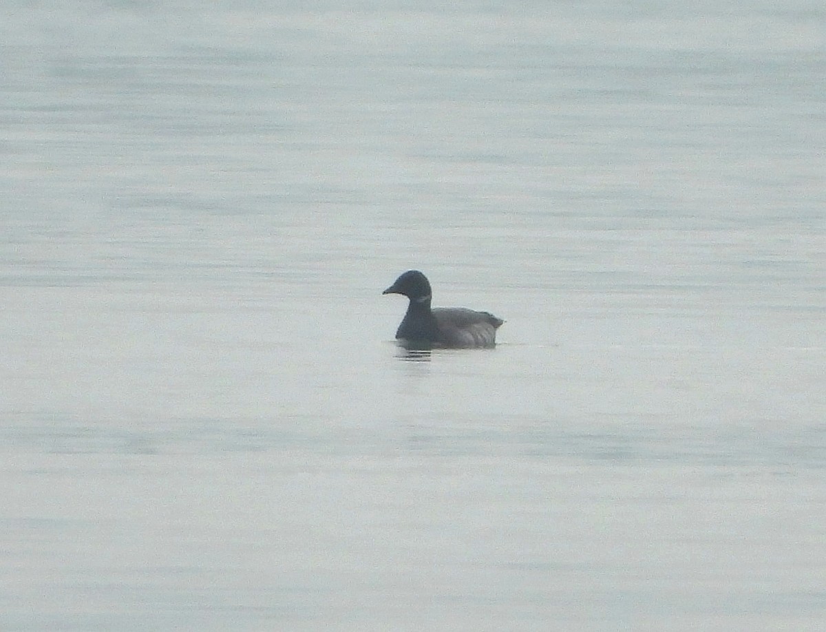 Brant - ML646516128