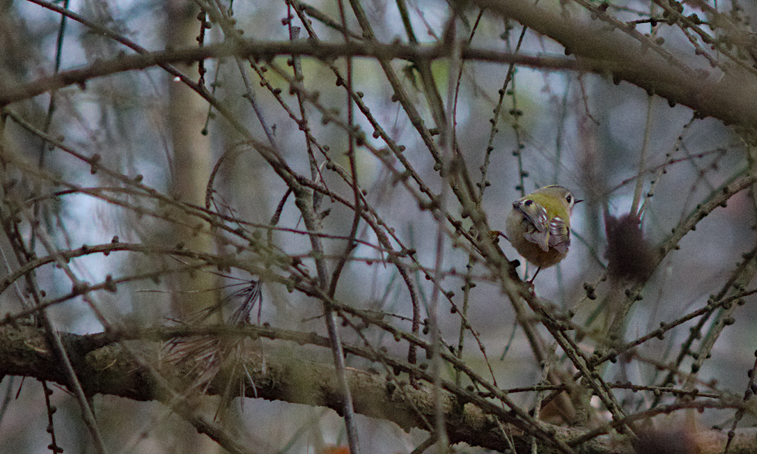 Goldcrest - ML646516129